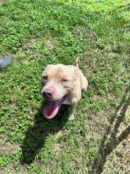 Zeus -  Mixed Breed Dog for Adoption in Scott, Louisiana - Zeus | PetCurious