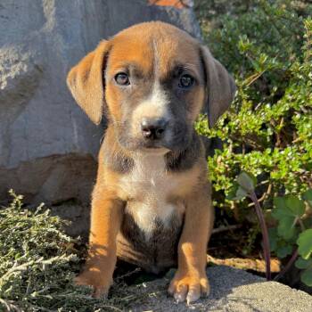 Shepherd and Mixed Breed Dogs Available for Adoption in Oakville, Washington - Cheddar | PetCurious