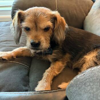 Lady Marie -  Yorkshire Terrier Dog for Adoption in Houston, Texas - Lady Marie | PetCurious