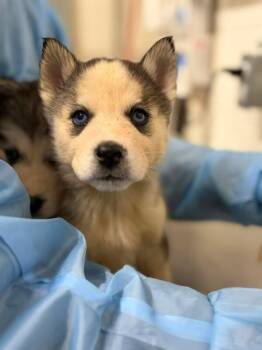 Siberian Husky Dogs Available for Adoption - Nimbus | PetCurious