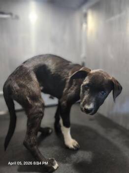 Labrador Retriever Dogs Available for Adoption - BUBBLES | PetCurious