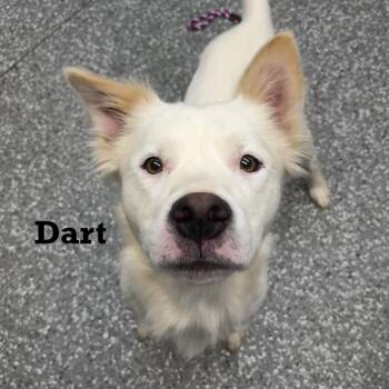Dart -  Mixed Breed Dog for Adoption in Parkersburg, West Virginia - Dart | PetCurious