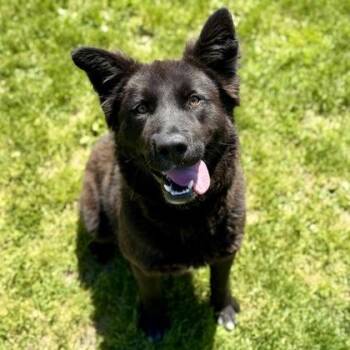 Pawbert -  Mixed Breed Dog for Adoption in Dubuque, Iowa - Pawbert | PetCurious