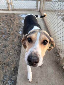 Hound Dogs Available for Adoption - Petunia | PetCurious