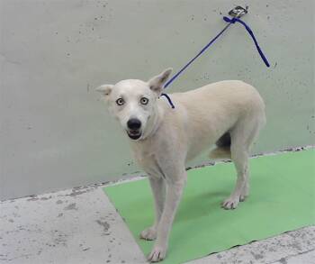 ELLIE -  Siberian Husky and Mixed Breed Dog for Adoption in Houston, Texas - ELLIE | PetCurious