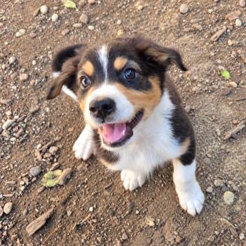 Byron -  Australian Shepherd and Mixed Breed Dog for Adoption in Mundelein, Illinois - Byron | PetCurious