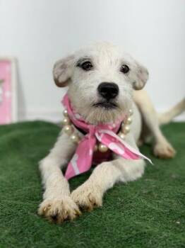 Maizie-One of our Amazing Rescue Dogs -  Schnauzer and Border Terrier Dog for Adoption in Carlsbad, California - Maizie-One Of Our Amazing Rescue Dogs | PetCurious