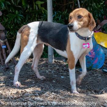 Michi -  Hound Dog for Adoption in Wake Forest, North Carolina - Michi | PetCurious