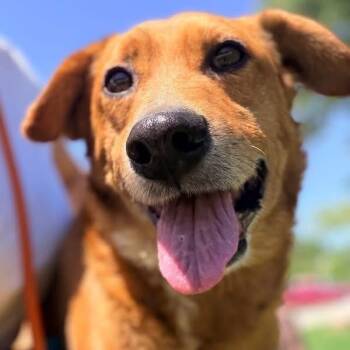 Griffin -  Golden Retriever Dog for Adoption - Griffin | PetCurious