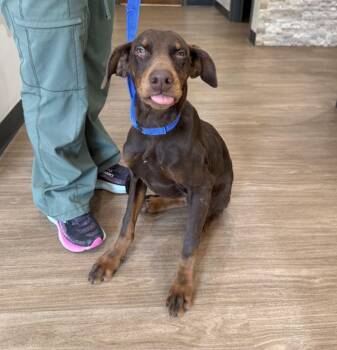 Rossi -  Doberman Pinscher Dog for Adoption in Barrington, Illinois - Rossi | PetCurious