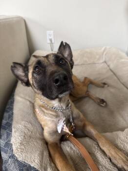 Rescue Belgian Shepherd Malinois Dogs for Adoption in Whittier, California - Willow | PetCurious