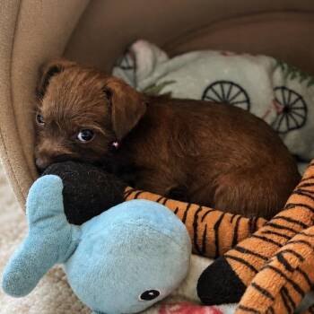 Suzu VV -  Wirehaired Terrier and Mixed Breed Dog for Adoption in Austin, Texas - Suzu VV | PetCurious