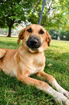 Shyla -  Doberman Pinscher and German Shepherd Dog Dog for Adoption in Yakima, Washington - Shyla | PetCurious
