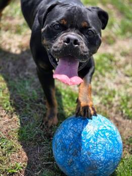 Hoss -  Mixed Breed Dog for Adoption in Myrtle Beach, South Carolina - Hoss | PetCurious