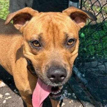 LEVI -  Mixed Breed Dog for Adoption in Fernandina Beach, Florida - LEVI | PetCurious
