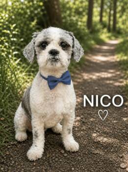 Shih Tzu Dogs Available for Adoption in Lucas, Texas - Nico  | PetCurious