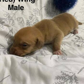 Mixed Breed Dogs Available for Adoption - Red Wing | PetCurious