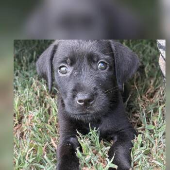 Mickey -  Labrador Retriever and Weimaraner Dog for Adoption - Mickey | PetCurious