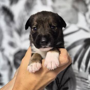 Chalupa -  Shepherd Dog for Adoption in Wahiawa, Hawaii - Chalupa | PetCurious