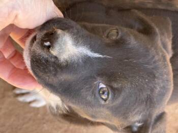 Munchkin (The Munchkin Litter) -  Dutch Shepherd and Labrador Retriever Dog for Adoption in Tucson, Arizona - Munchkin (The Munchkin Litter) | PetCurious