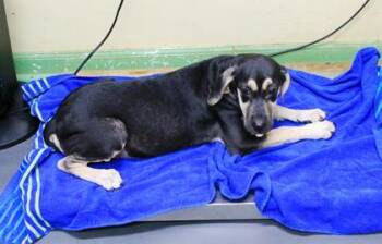 Madame -  Hound and Mixed Breed Dog for Adoption in Picayune, Mississippi - Madame | PetCurious