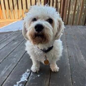 Maltese and Poodle Dogs Available for Adoption - Wilson | PetCurious