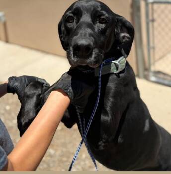 Betty -  Great Dane and Black Labrador Retriever Dog for Adoption in Tacoma, Washington - Betty | PetCurious