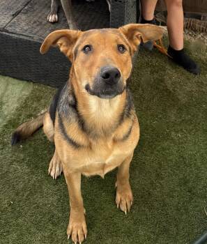 HUNNIE -  German Shepherd Dog Dog for Adoption - HUNNIE | PetCurious