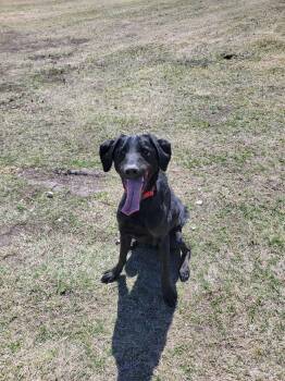 Black Labrador Retriever Dogs Available for Adoption in Fertile, Minnesota - Onyx | PetCurious