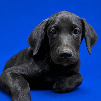 Bentley -  Doberman Pinscher and Mixed Breed Dog for Adoption in Riverside, California - Bentley | PetCurious