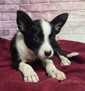 Weevil -  Australian Shepherd Dog for Adoption in Sedalia, Colorado - Weevil | PetCurious