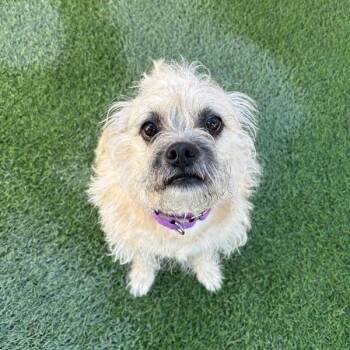 Rocky -  Terrier and Mixed Breed Dog for Adoption in Tempe, Arizona - Rocky | PetCurious
