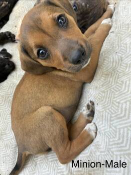 Hound Dogs Available for Adoption in Manchester, Connecticut - Minion | PetCurious