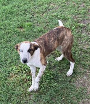 Mixed Breed Dogs Available for Adoption in Dallas, Texas - BRICKLEY | PetCurious