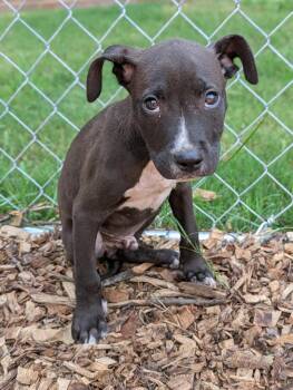 Rescue Mixed Breed Dogs for Adoption in Huntsville, Alabama - Tucker | PetCurious