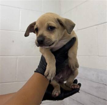 OCTUBRE -  Pit Bull Terrier and Mixed Breed Dog for Adoption in San Bernardino, California - OCTUBRE | PetCurious