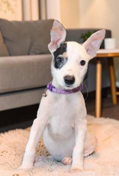 Kaimana -  Mixed Breed Dog for Adoption in Mesa, Arizona - Kaimana | PetCurious