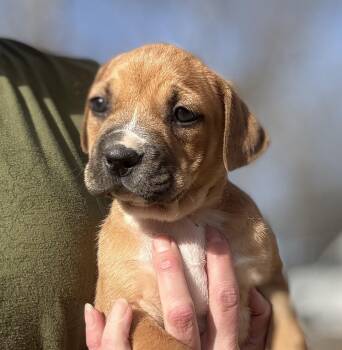 Hound and Labrador Retriever Dogs Available for Adoption - Kamilla | PetCurious