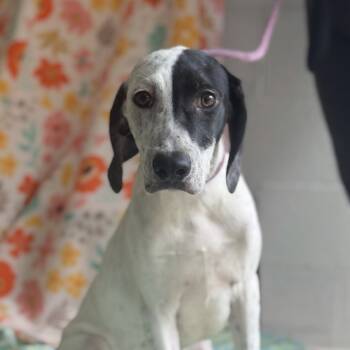 Rescue Mixed Breed Dogs for Adoption in Walden, New York - June | PetCurious