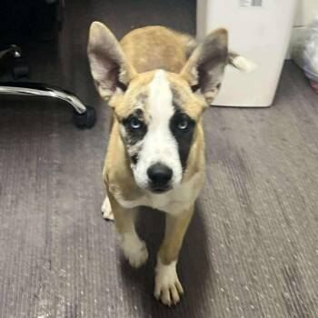 Rescue Siberian Husky and Mixed Breed Dogs for Adoption in Olathe, Kansas - Pierce | PetCurious