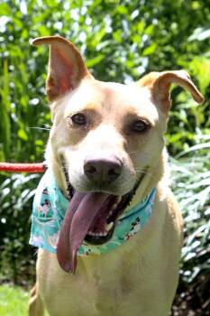 Leeland -  Labrador Retriever Dog for Adoption in Houston, Texas - Leeland | PetCurious