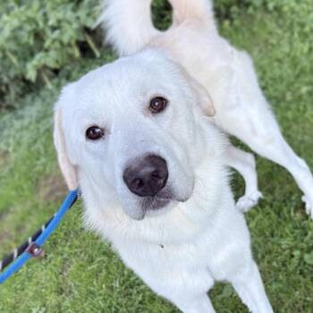 Bubba -  Mixed Breed Dog for Adoption in Westhampton, New York - Bubba | PetCurious