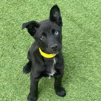 Shepherd Dogs Available for Adoption - Charger | PetCurious