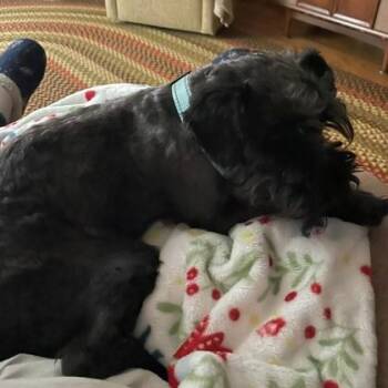Martin -  Schnauzer and Mixed Breed Dog for Adoption in Janesville, Wisconsin - Martin | PetCurious