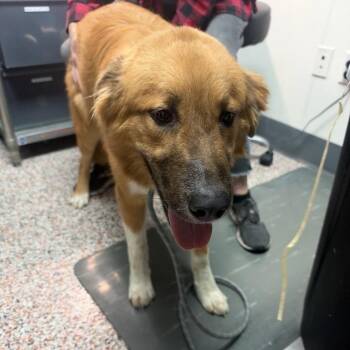 Clayborn -  Golden Retriever and Mixed Breed Dog for Adoption in Salt Lake City, Utah - Clayborn | PetCurious
