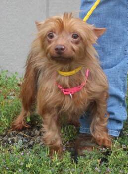 Yorkshire Terrier and Mixed Breed Dogs Available for Adoption in Vacaville, California - Diva | PetCurious