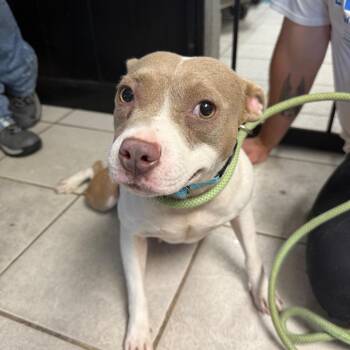 Hazelnut -  Mixed Breed Dog for Adoption in Savannah, Georgia - Hazelnut | PetCurious