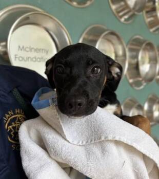 Tiana -  Pit Bull Terrier and Mixed Breed Dog for Adoption in Honolulu, Hawaii - Tiana | PetCurious