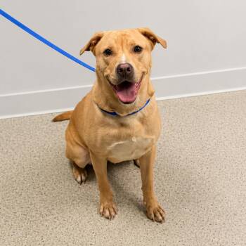 Labrador Retriever and Mixed Breed Dogs Available for Adoption in Hopkinton, Massachusetts - Nova | PetCurious