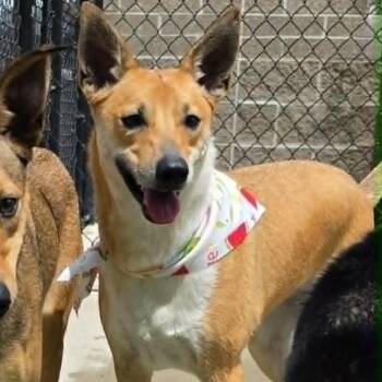 Ellie -  Basenji and Italian Greyhound Dog for Adoption in Dyer, Indiana - Ellie | PetCurious